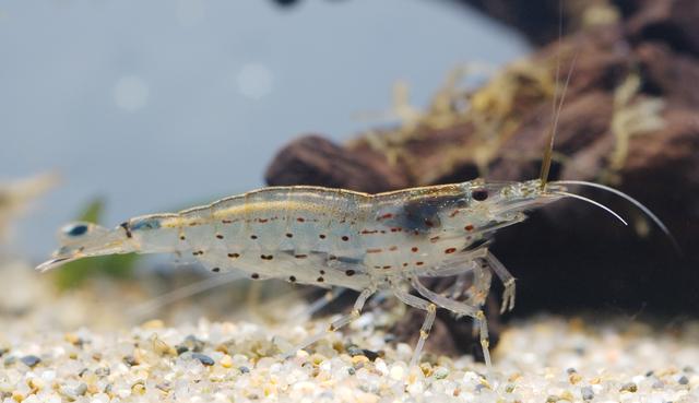 虾说,这是一篇让你不仅会吃,还会认……一文解决“虾”认识