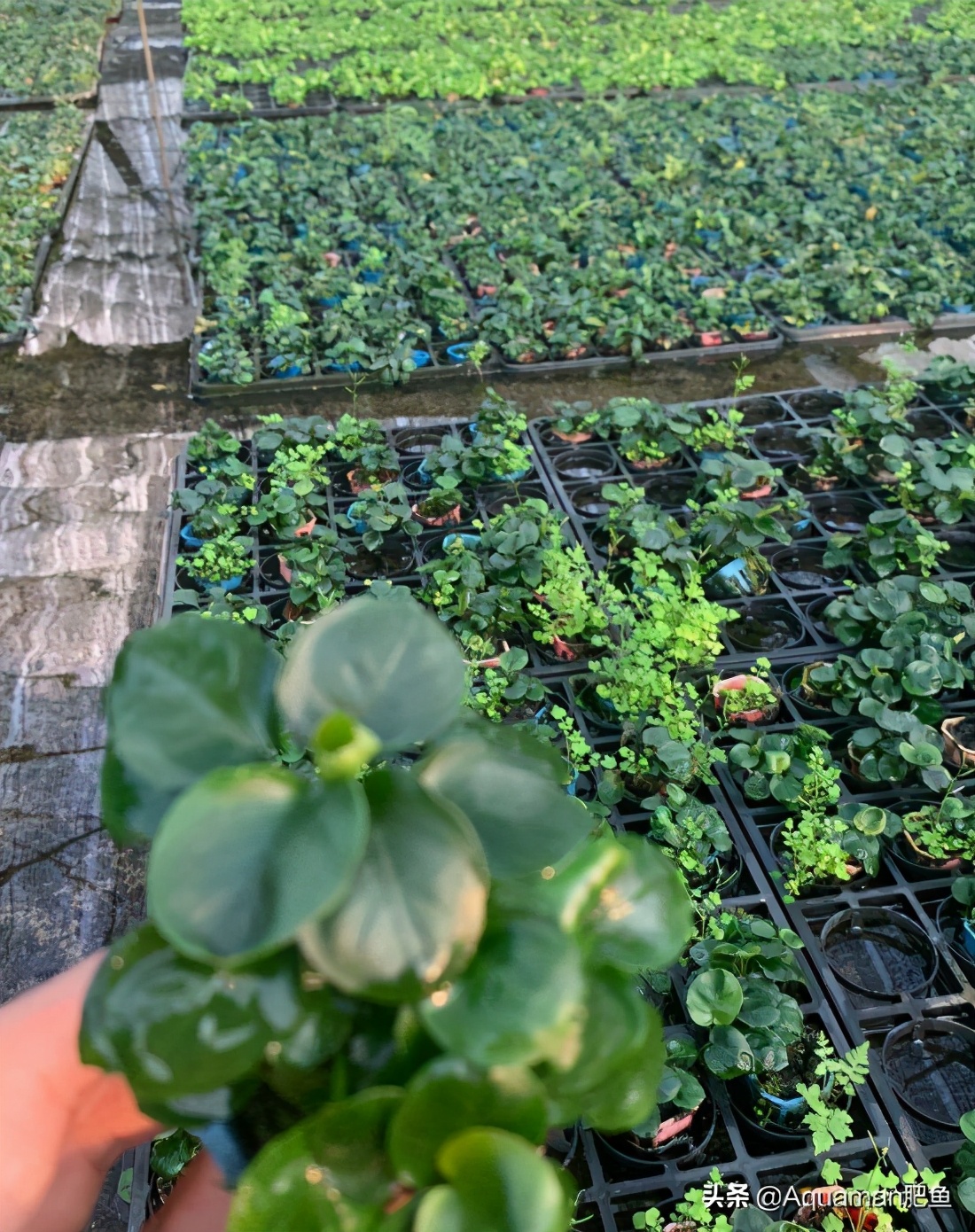 便宜又好养的水草推荐,好养又便宜的水草推荐