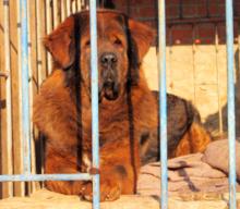 藏獒狂吠叫声,藏獒听到狗吠声疯狂了