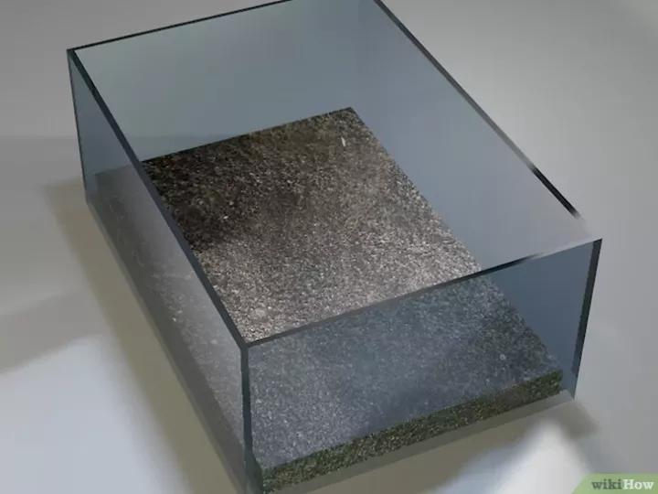 怎么养蜗牛宠物,怎么养野生蜗牛做宠物