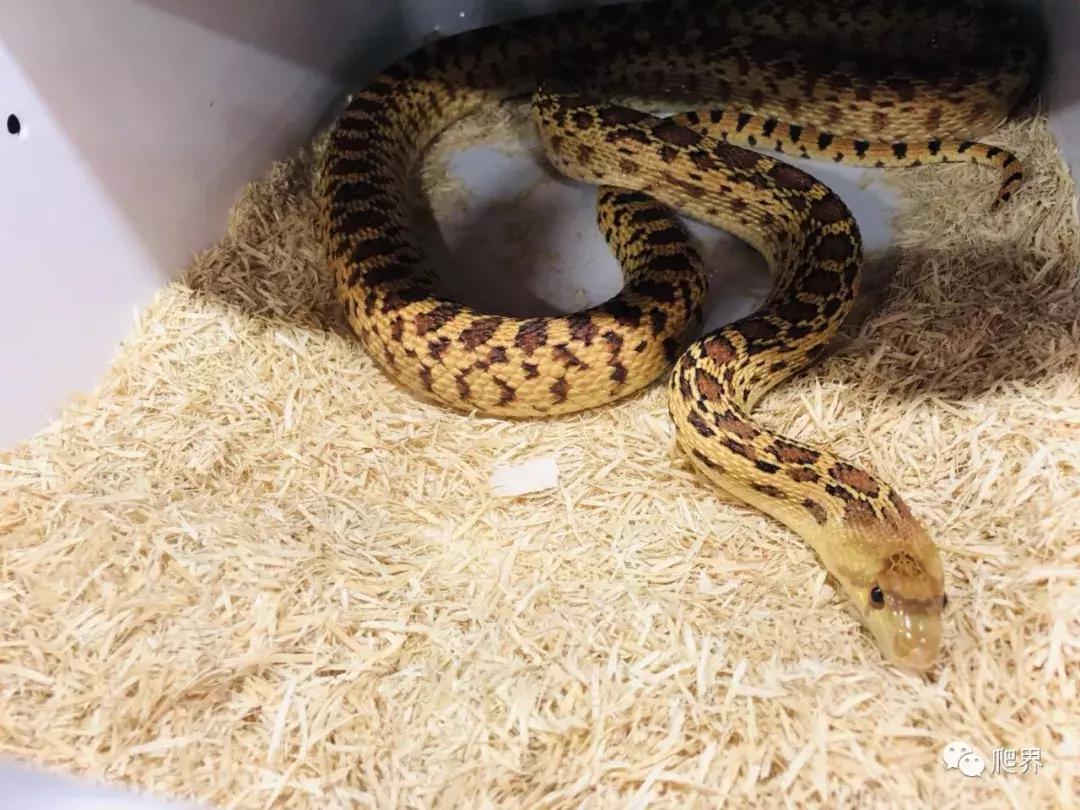 伦敦的爬宠店,隐藏在小区深处的店铺