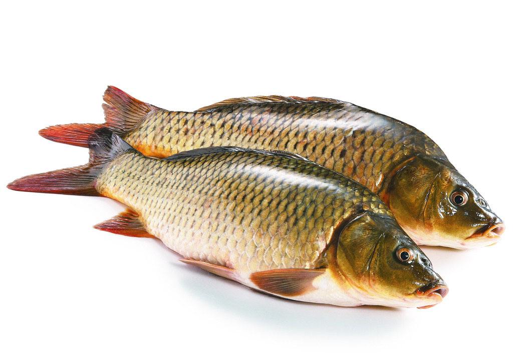 静海花园因为什么火起来的,静海花园的经营模式