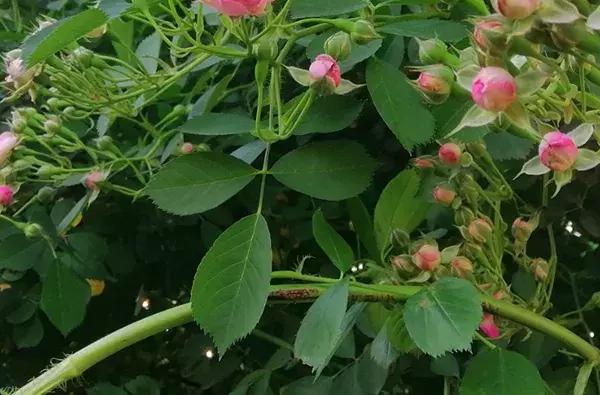 蔷薇月季玫瑰哪种最好养,蔷薇月季玫瑰区别是什么