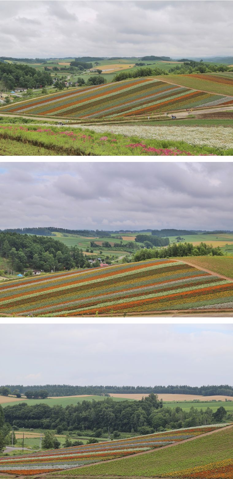 北海道七月的样子,北海道7月