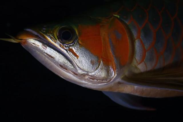 红龙哪种品种最好,如何挑选20公分以下的红龙