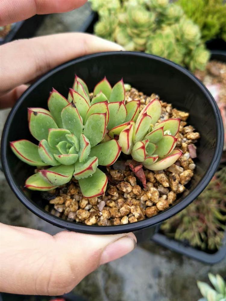 多肉灰蒙蒙的怎么变好看,多肉去灰