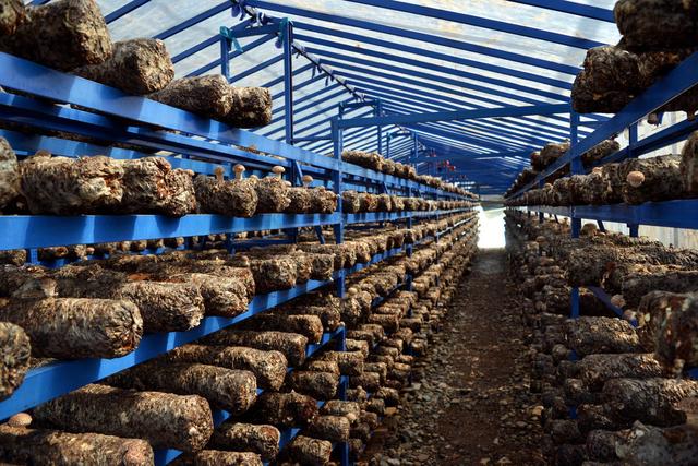 反季节林下香菇栽培技术,香菇种植出菇后怎样管理视频