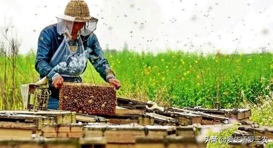 没有本钱搞哪些养殖业最好了,目前农村搞什么养殖业最好赚钱