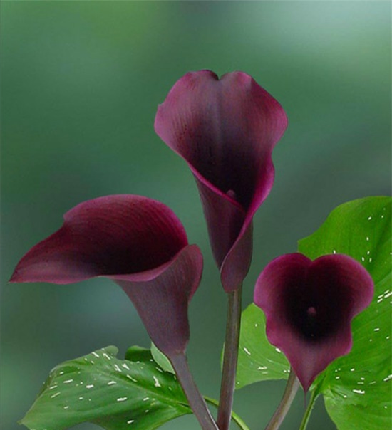 马蹄莲夏季怎么养才能开花快,马蹄莲怎样养才能爆花