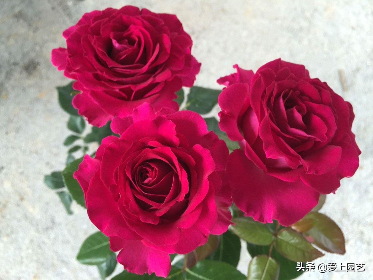 紫红色浓香月季有哪些品种,常见的大花浓香型月季