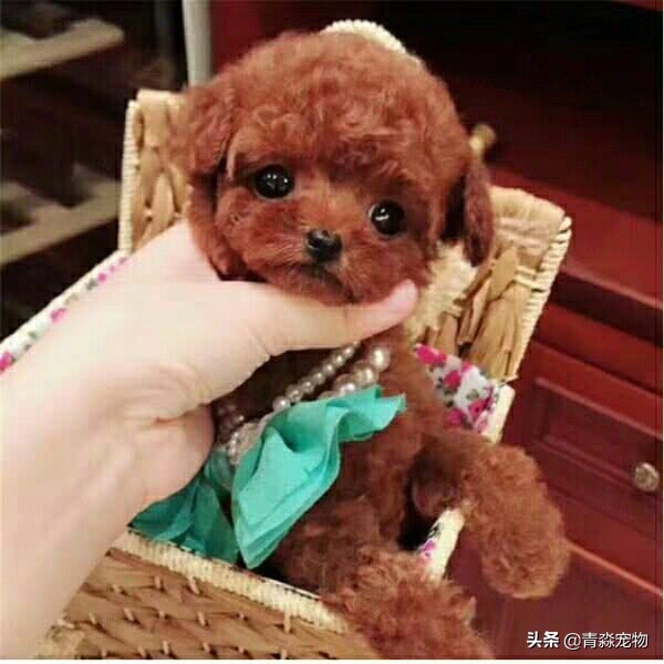 泰迪最后两颗牙齿牙结石怎么去,泰迪狗牙结石严重能吃什么啊