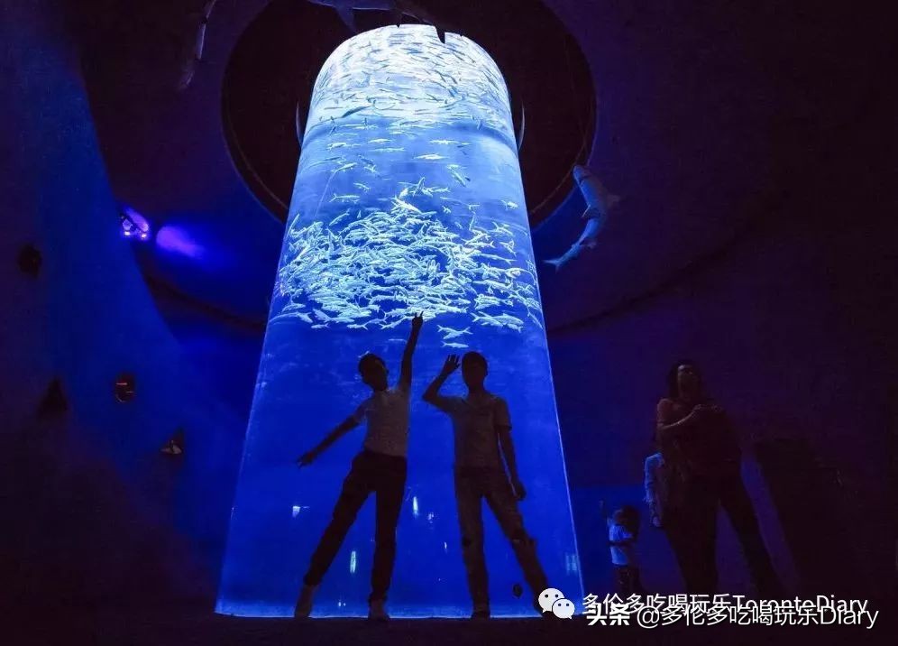 多伦多水族馆旅行,水族馆探索海洋世界的奇妙之旅