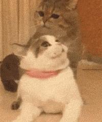 母猫猫咪不孕不育的症状,母猫不孕不育是因为什么呢