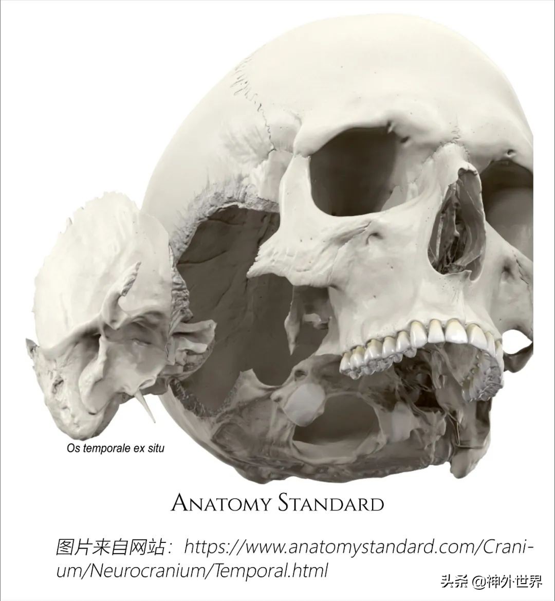颞骨解剖,颞肌解剖讲解