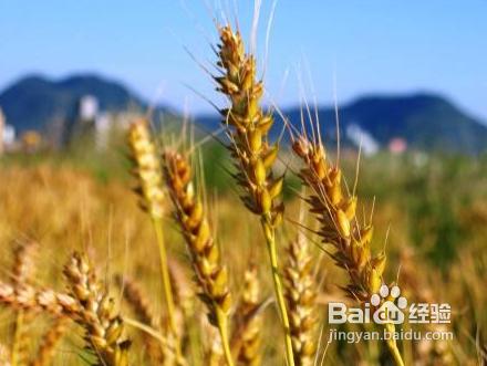 小麦拌种预防麦锈病用什么药,小麦拌种可以防治哪些病害