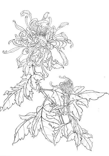 中国画菊花作品集锦,菊花花瓣白描的详细步骤