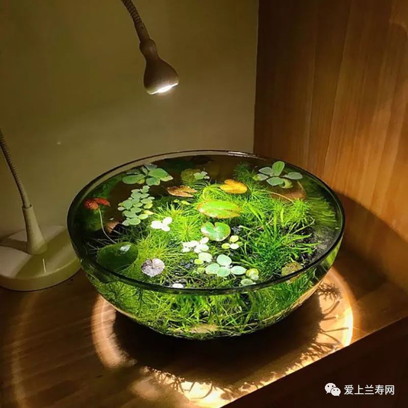 鱼缸五十种鱼,家庭鱼缸养什么鱼更容易存活