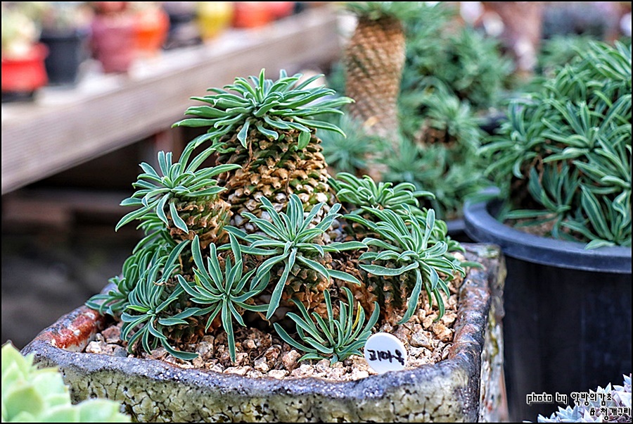 多肉奇趣麒麟好养吗,多肉植物奇葩有趣
