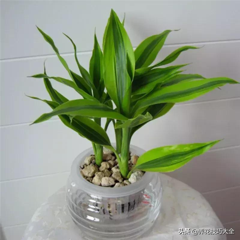 富贵竹刚长一点白根还换水吗,富贵竹如何养出粗壮的根