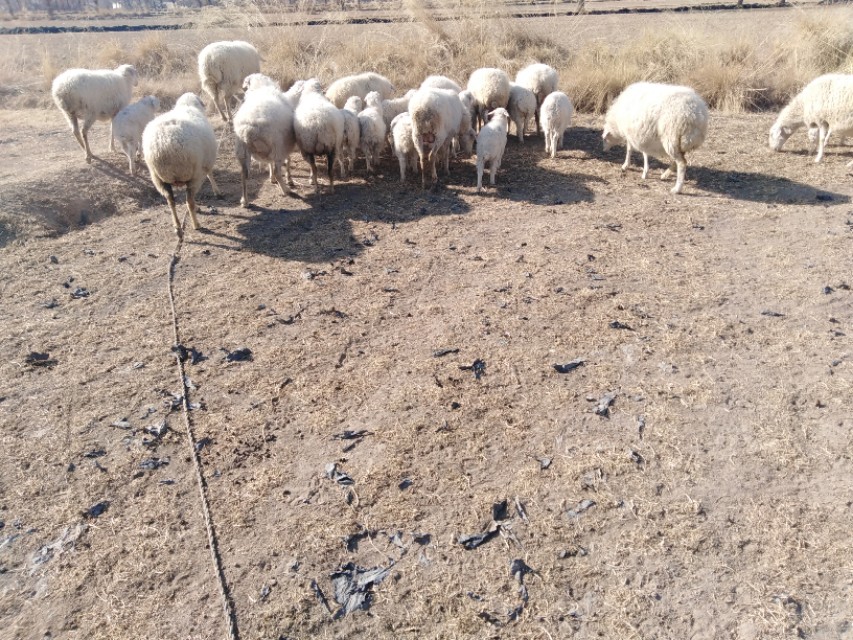 羊得了羊绦虫能吃吗,羊得了绦虫还能放牧吗