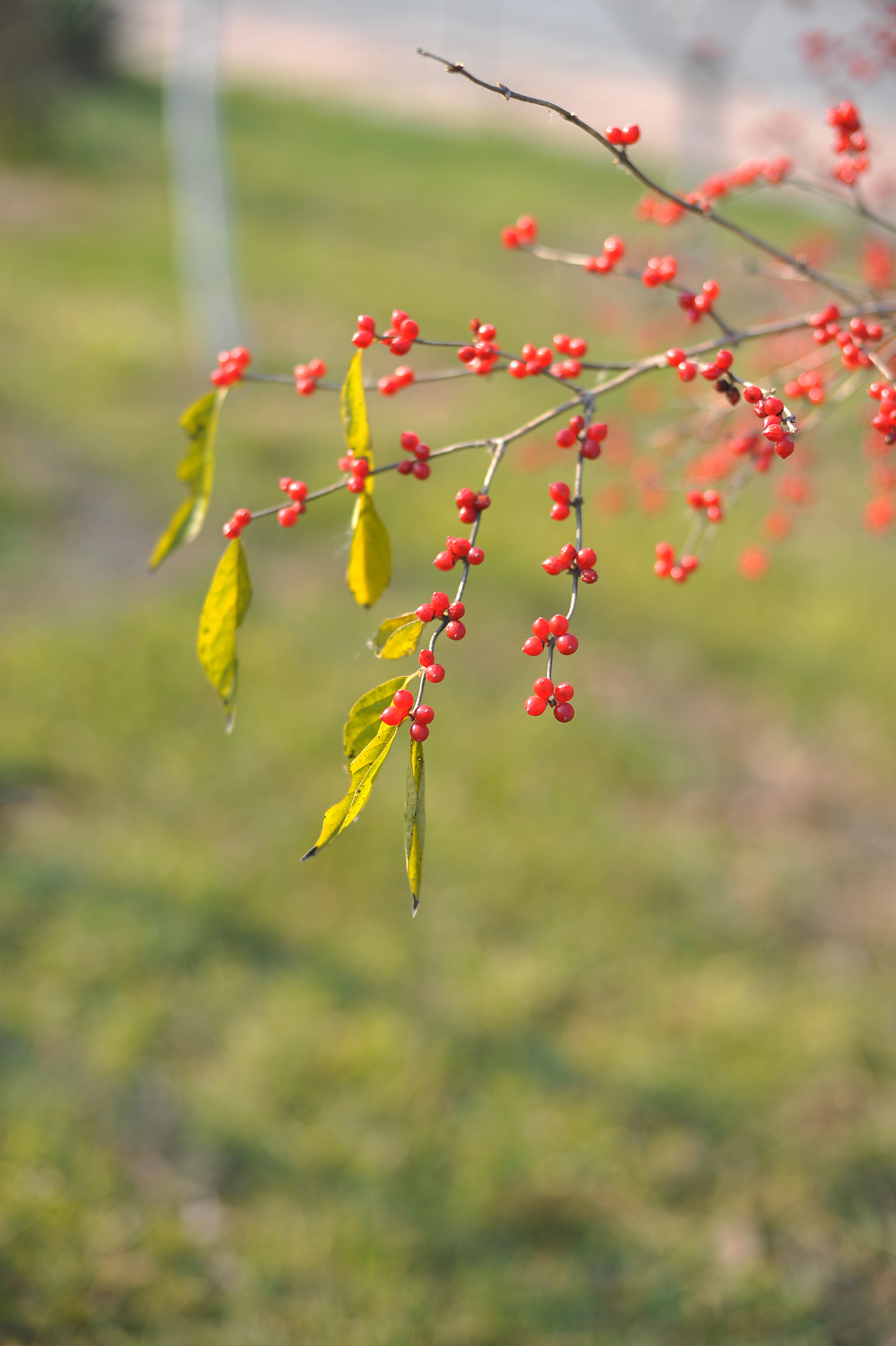 尼康2021年新相机,尼康2021年新相机及镜头展望