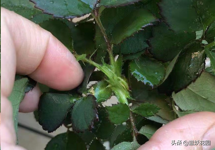 月季盲芽和不是盲芽的对比图,月季好多盲芽是怎么造成的