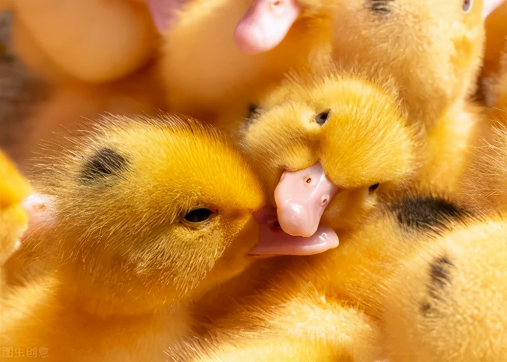 肉鸭拉稀绿色粪便是怎么了,肉鸭刚开始扎堆怎么解决