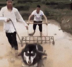 中药也能治狗病？哈士奇预防皮肤病，铲屎官应该懂的4点常识