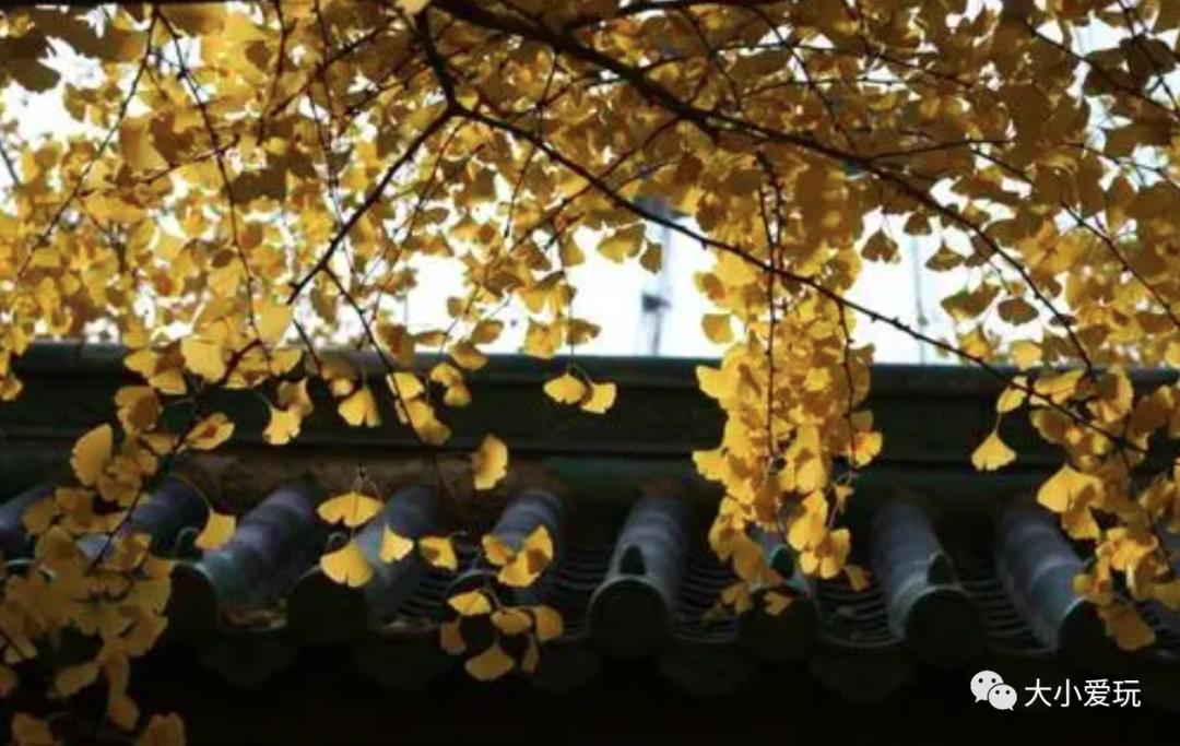 北京红螺寺银杏最佳观赏时间,北京赏银杏景区有哪些