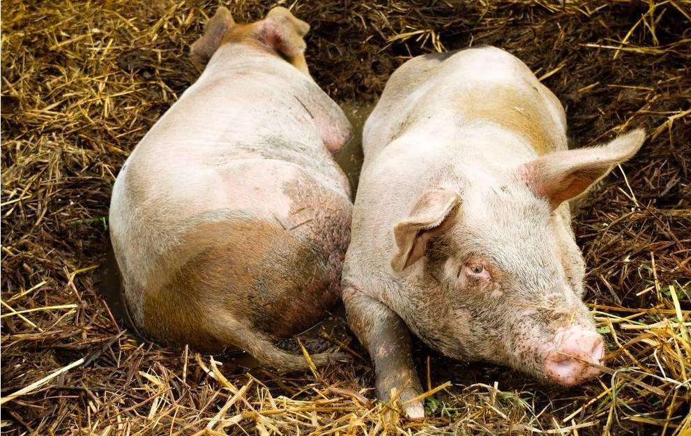 治疗猪咳喘,专治猪咳喘的特效药有没有