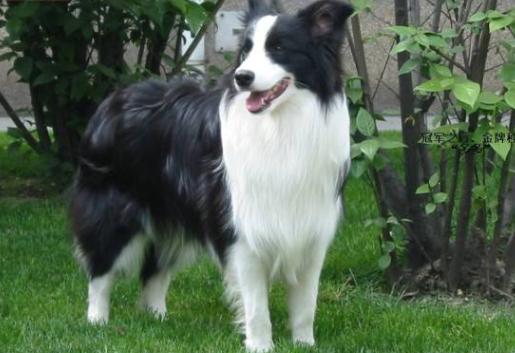 一个多月的边牧服从性很差,如何系统的训练边牧的服从性