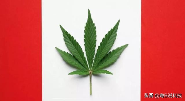 刚搞完华为又为大毒贩求情的加拿大有哪些科技实力了解学习对手