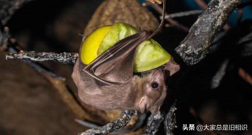 蝙蝠都吃什么,蝙蝠最爱吃的东西是什么