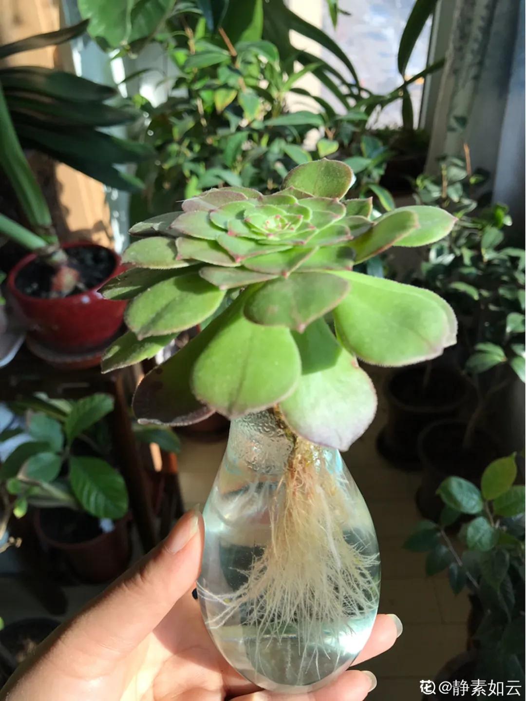 养花土的管理,土培养花怎么养才不会爆盆