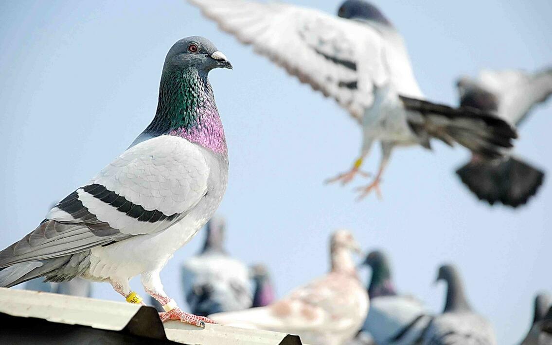 杀鸽子有什么忌讳迷信,杀鸽子是用水淹死还是放血好