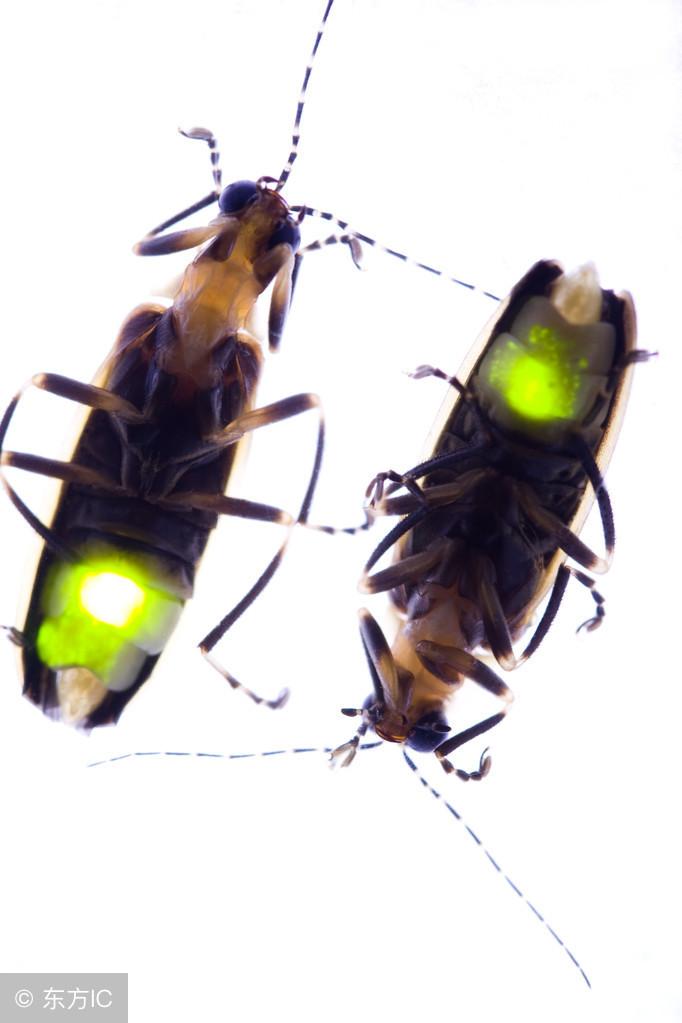 竟然先打上“麻醉剂”,等昏睡过后,无力抵抗,就消灭掉……