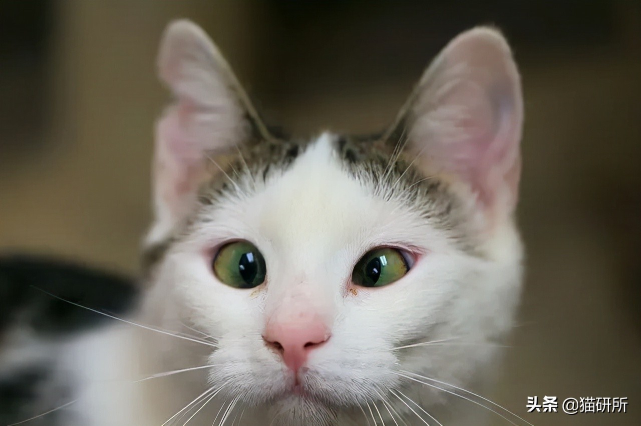 猫咪斗鸡眼是什么意思,猫咪斗鸡眼困倦不爱动微微颤抖