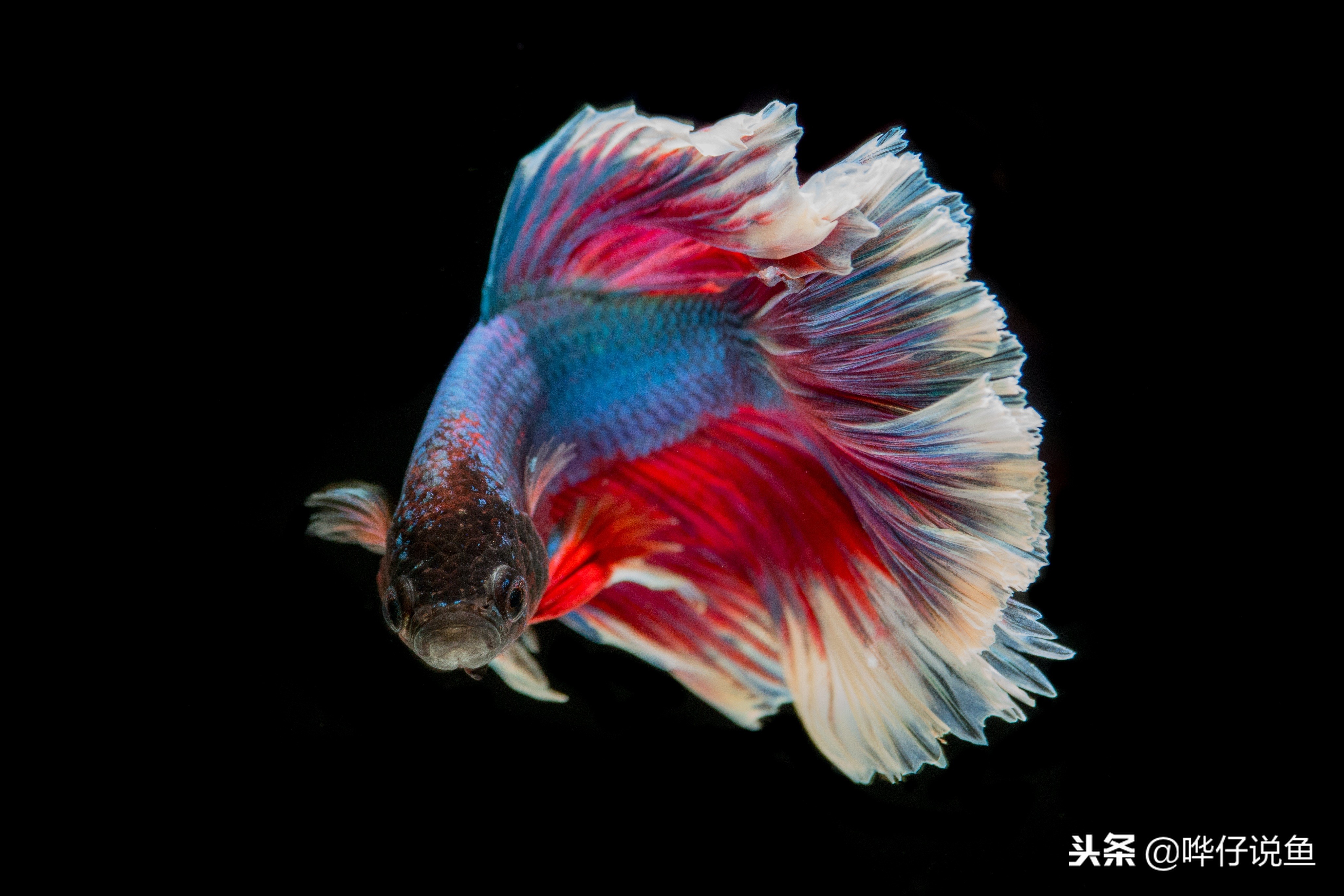 宠物鱼最大的鱼第一名,最新排名前十的宠物