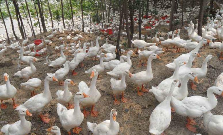 鸭养殖有什么疾病预防,鸭病防治知识及方法