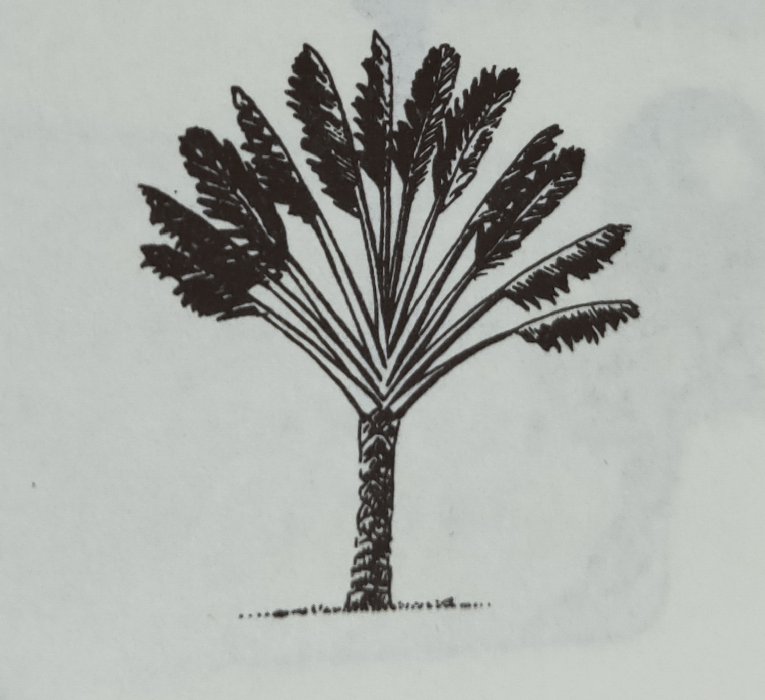 野外求生获取水,野外求生怎么获得水