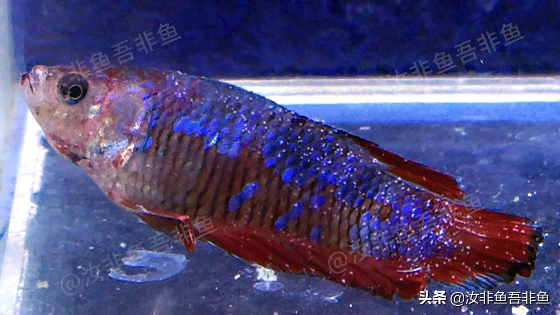 斗鱼白点病最佳治疗方法,白点病鱼怎么治疗具体方法