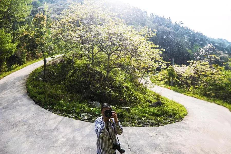 罗田县樱花美景,带你去看油桐花海