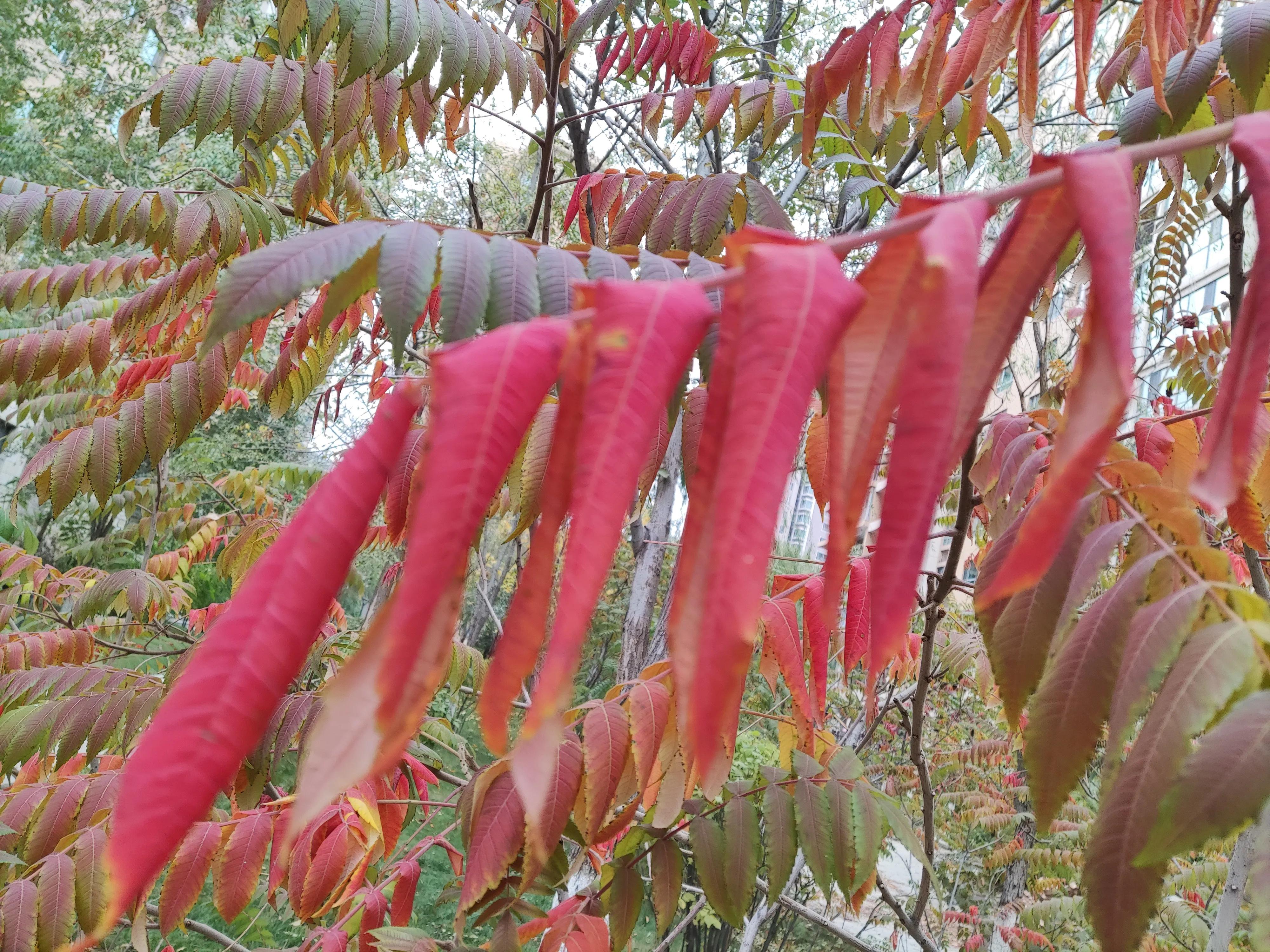 乌鲁木齐市南湖绿化广场附近小区,乌鲁木齐绿化最好的公园