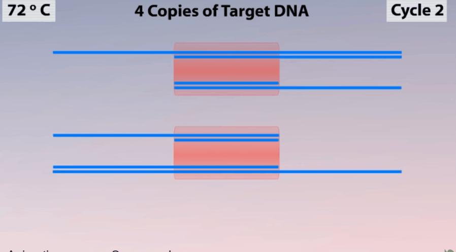 新型冠状病毒pcr检测操作规程,冠状病毒核酸检测pcr试剂