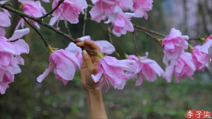 李子柒消失的55天鲜花宴,李子柒火到全球的视频