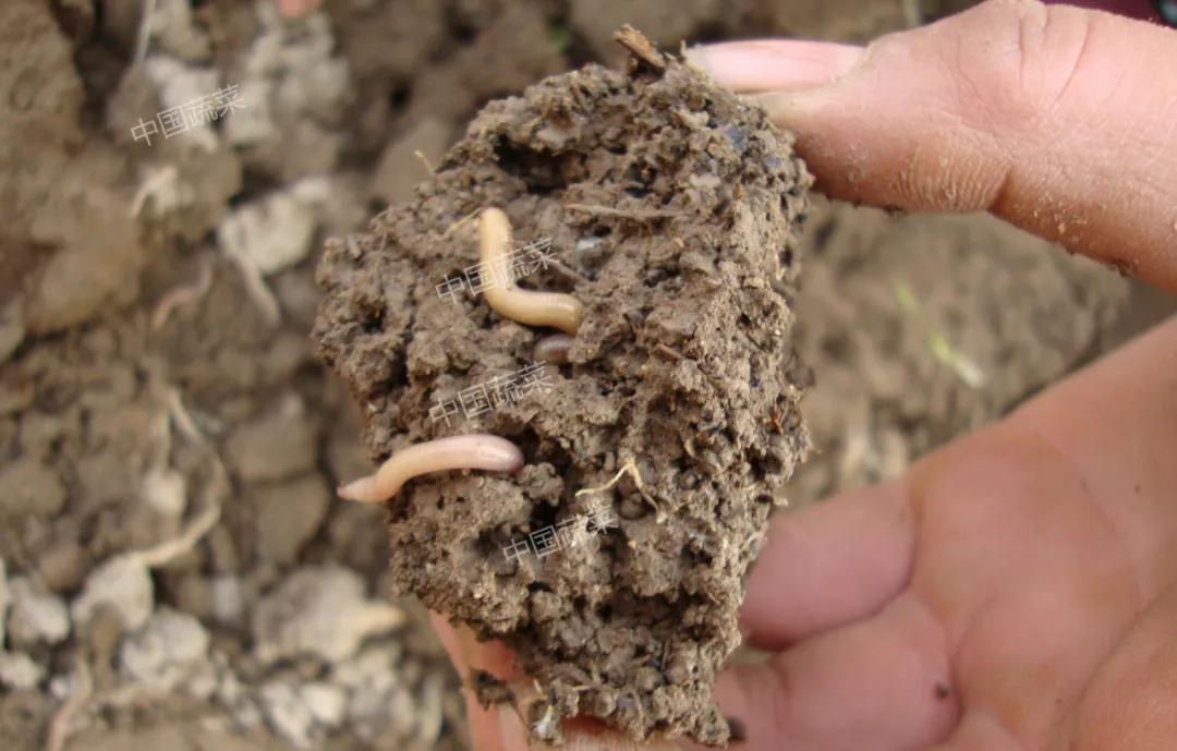 蚯蚓到底是益虫还是害虫,蚯蚓是益虫吗