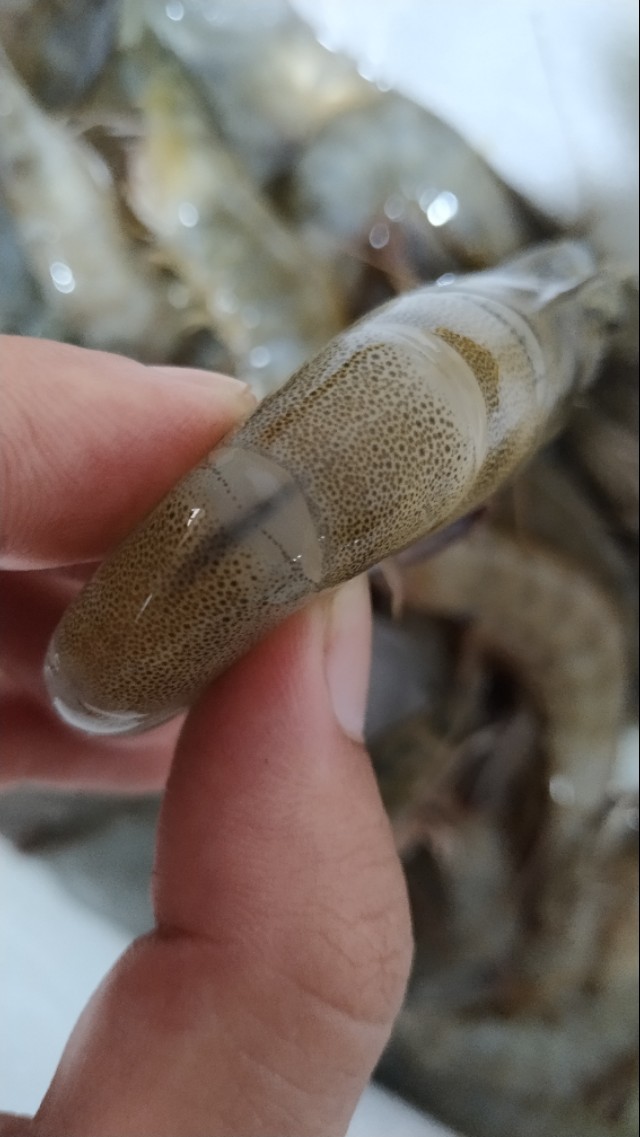 新手养虾常识,真正的吃虾的方法是什么