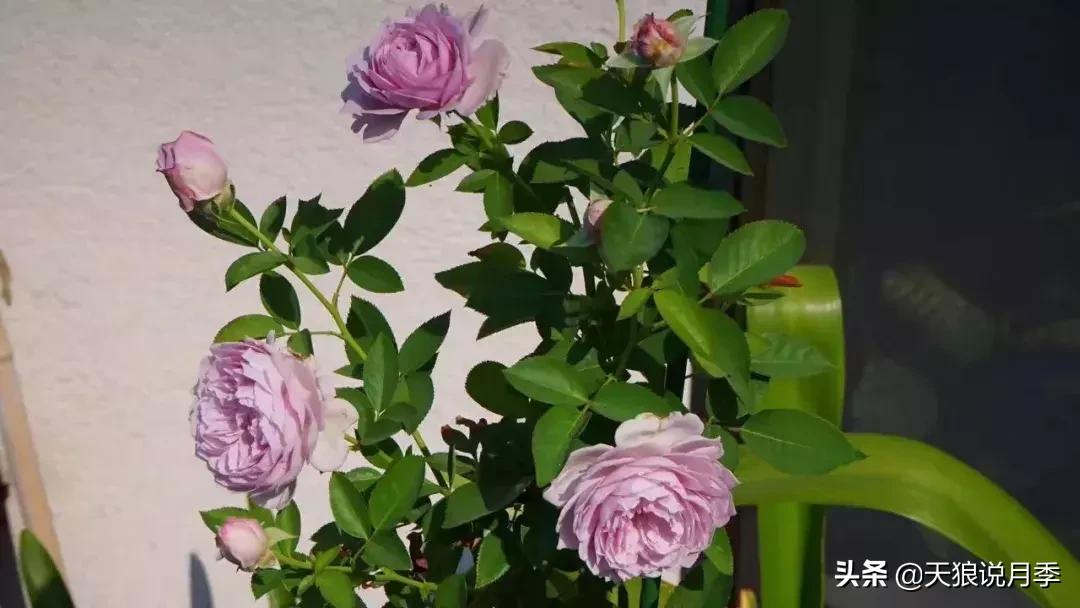 露台打造花海,她用10年改造庭院