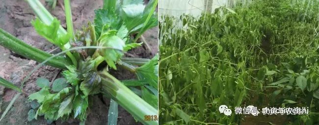 细菌感染不用吃药能好吗,细菌感冒不用吃药自愈