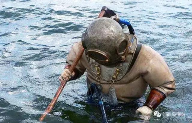 大连海参加盟,大连海参介绍宣传片